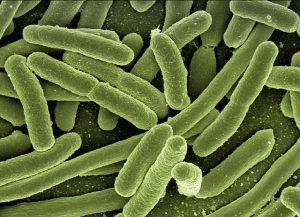 legionellen filter bakterien